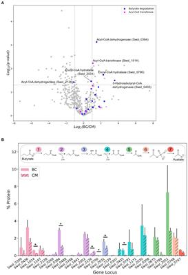 Dynamic acylome reveals metabolite driven modifications in Syntrophomonas wolfei